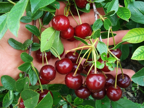 Some of our Carmine Jewels close to being ripe.