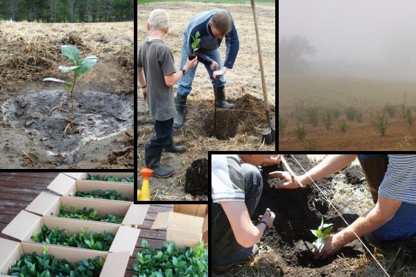 Planting our Sour Cherry Orchard in the spring of 2009.