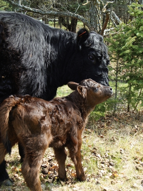 Our Galloway cows are very loving mother.