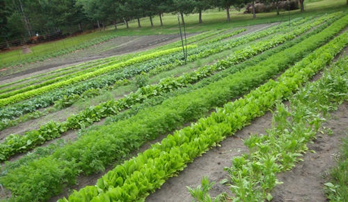Rows on rows of lush vegetables in our bountiful gardens.